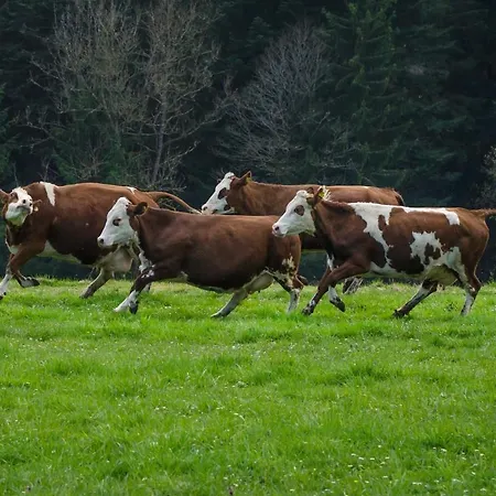 Apartment Hansjoergenhof Bioland-hof Schiltach
