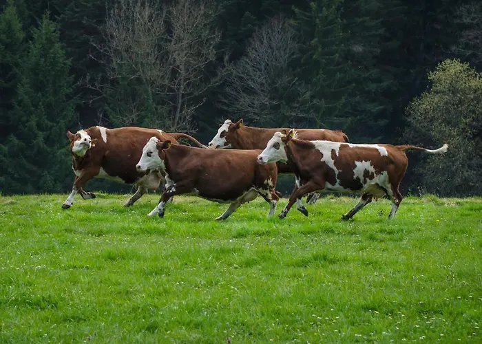 شقة Hansjoergenhof Bioland-hof شيلتاخ